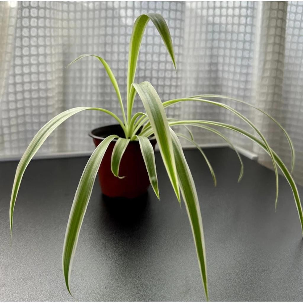 Chlorophytum Spider Reverse