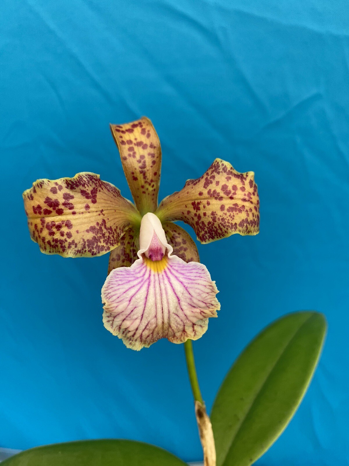 Cattleya velutina VERY Fragrant Spotted Orchid Species 2” Pot Starter Plant