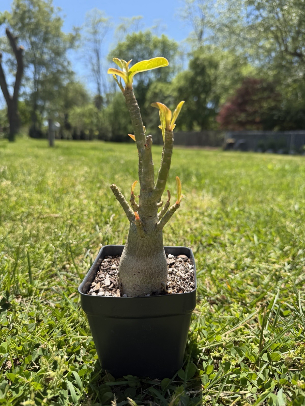 Pink Adenium Arabicum Desert Rose Live Plant Bare Root 4in