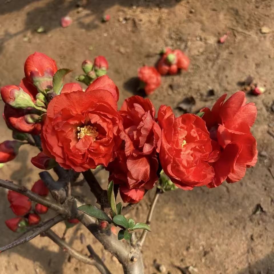 Japanese Flowering Quince ‘Red Rose Promise’ Live Plant 2 Gal Chaenomeles Bonsai