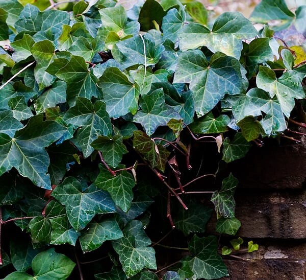 10 Live English Ivy cuttings w/roots ready to plant 6-10’´