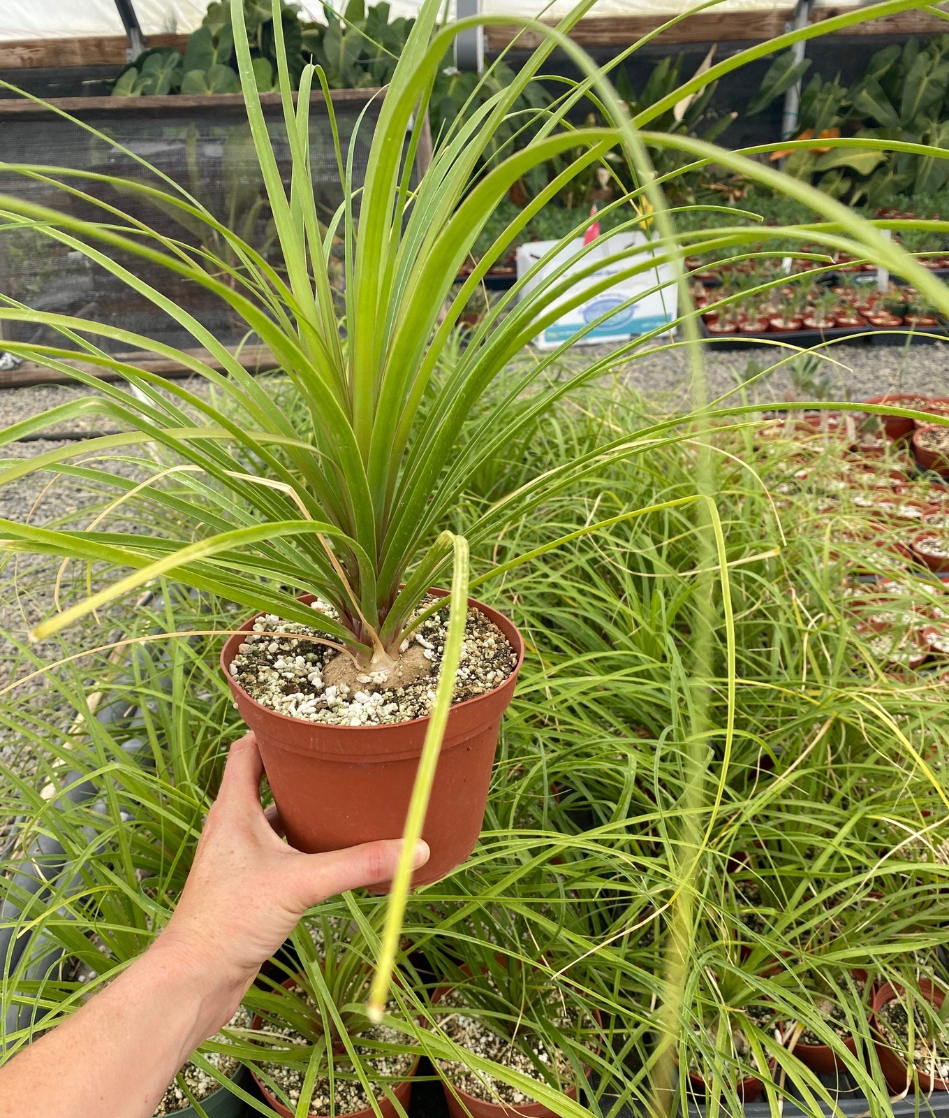 Ponytail Palm (Beaucarnea recurvata) | Elephant’s Foot Tree -Grown in California
