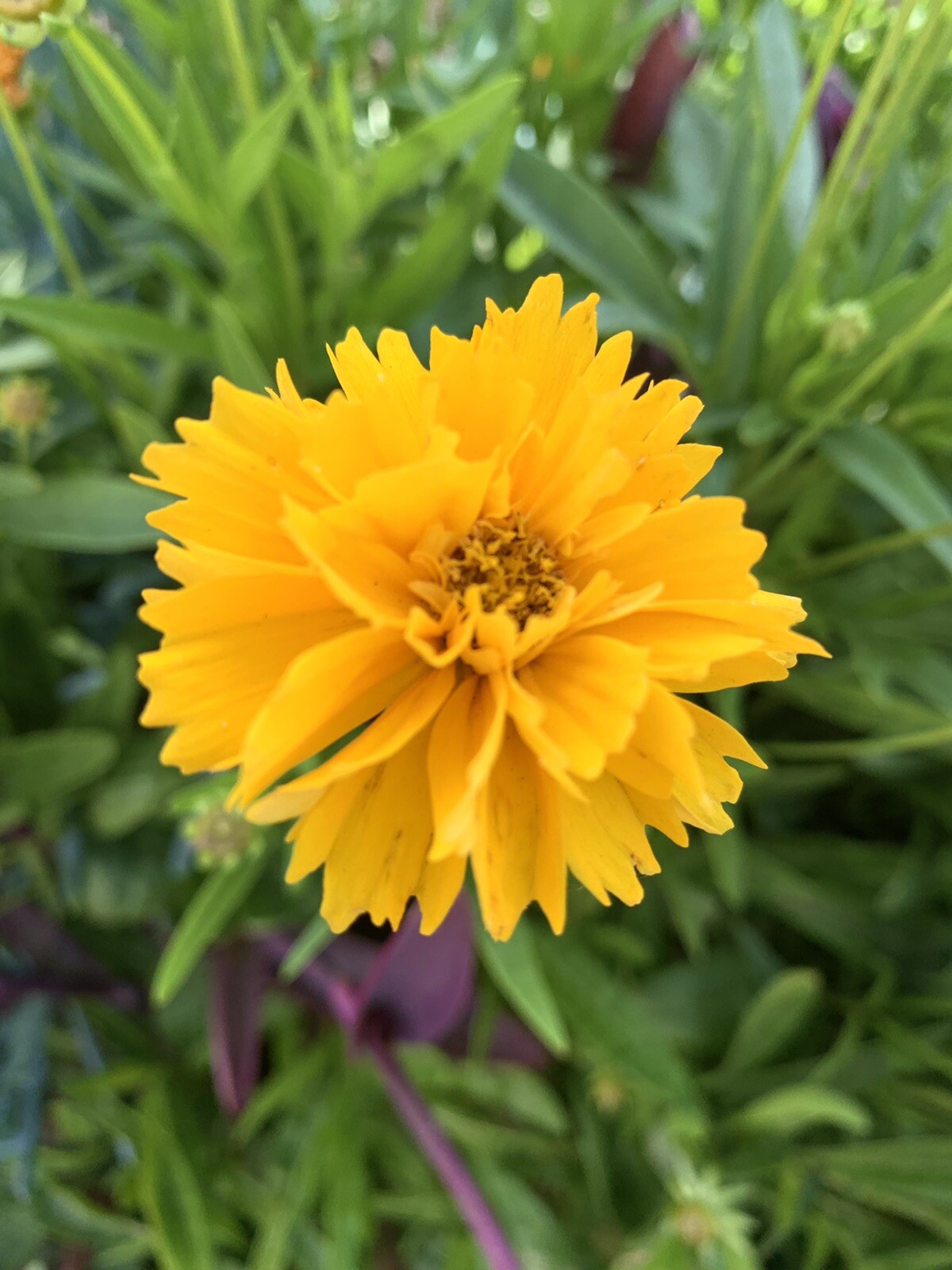 Large-Flowered Tickseed, Coreopsis Grandiflora – 100 Seeds 2025 – USA seller