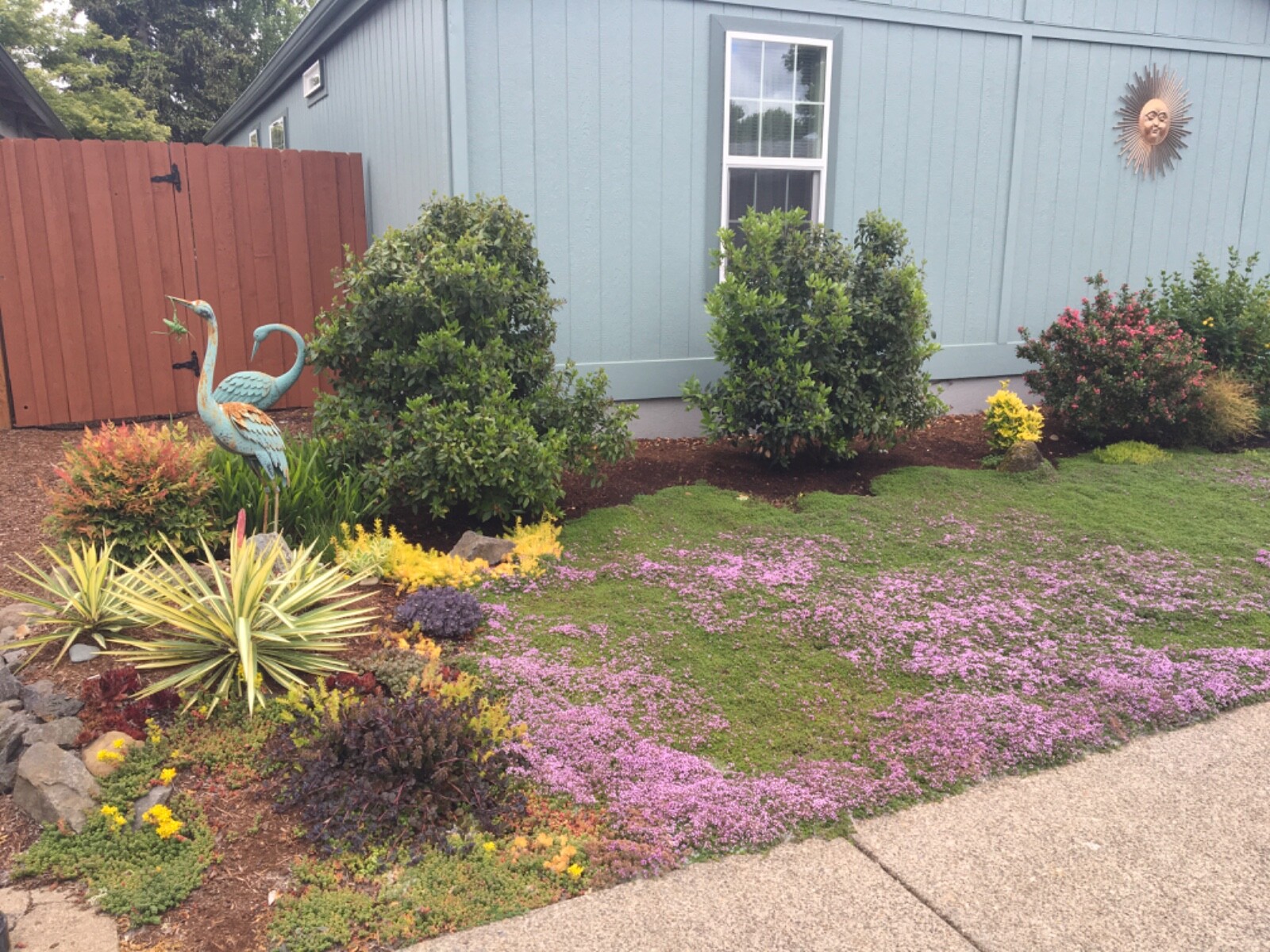 5,000 CREEPING ELFIN THYME SEEDS FOR GRASS REPLACEMENT, ROCK GARDENS, ETC.