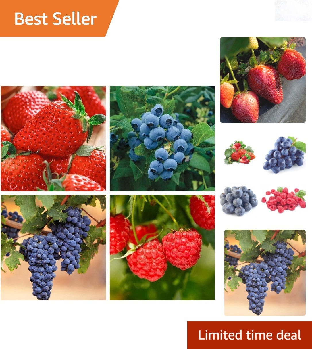 Mixed Fruit Seeds 1000+ Strawberry Raspberry Blueberry Grape Non-GMO