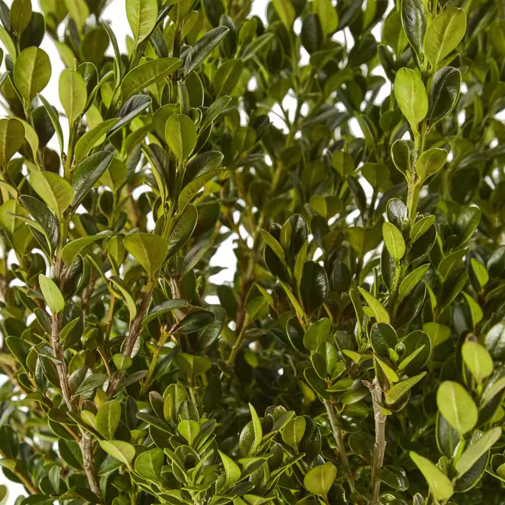 2.25 Gal. Wintergreen Boxwood Shrub Plant