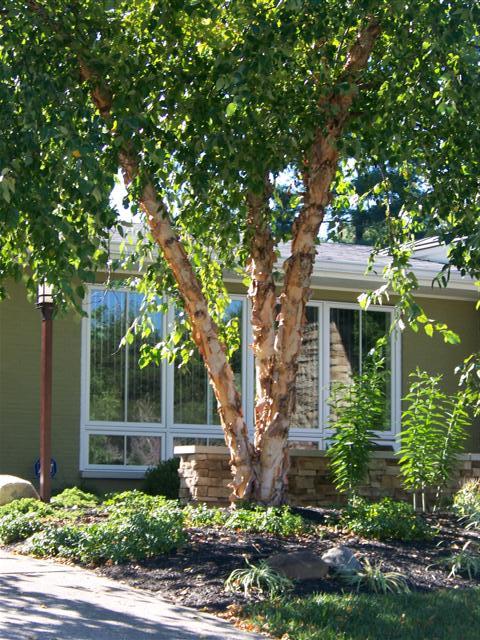 River Birch, (Black Birch), Betula nigra, Tree Seeds (Fast, Hardy, Fall Color)