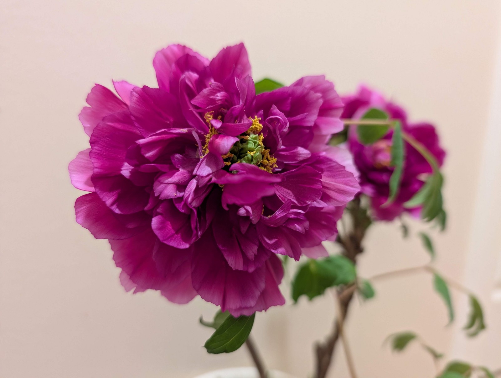 “Champion Crown” large flower tree peony