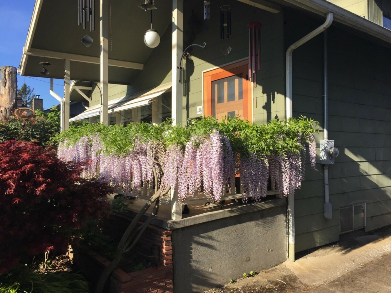 Wisteria floribunda Anwen 8-10 inches tall, grafted plant, New Variety