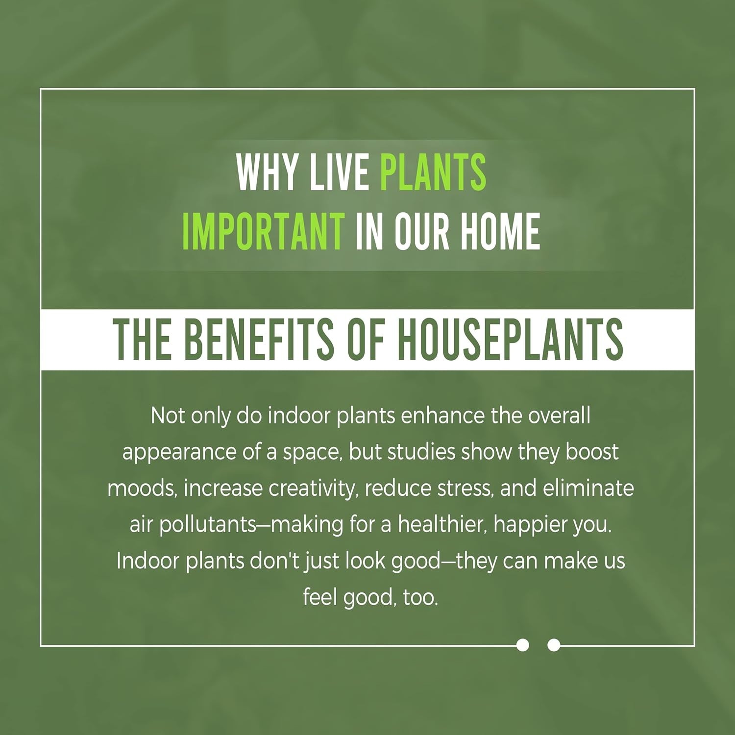 Philodendron Patriciae Live House Plant, Unique Gift for Plant Lovers!