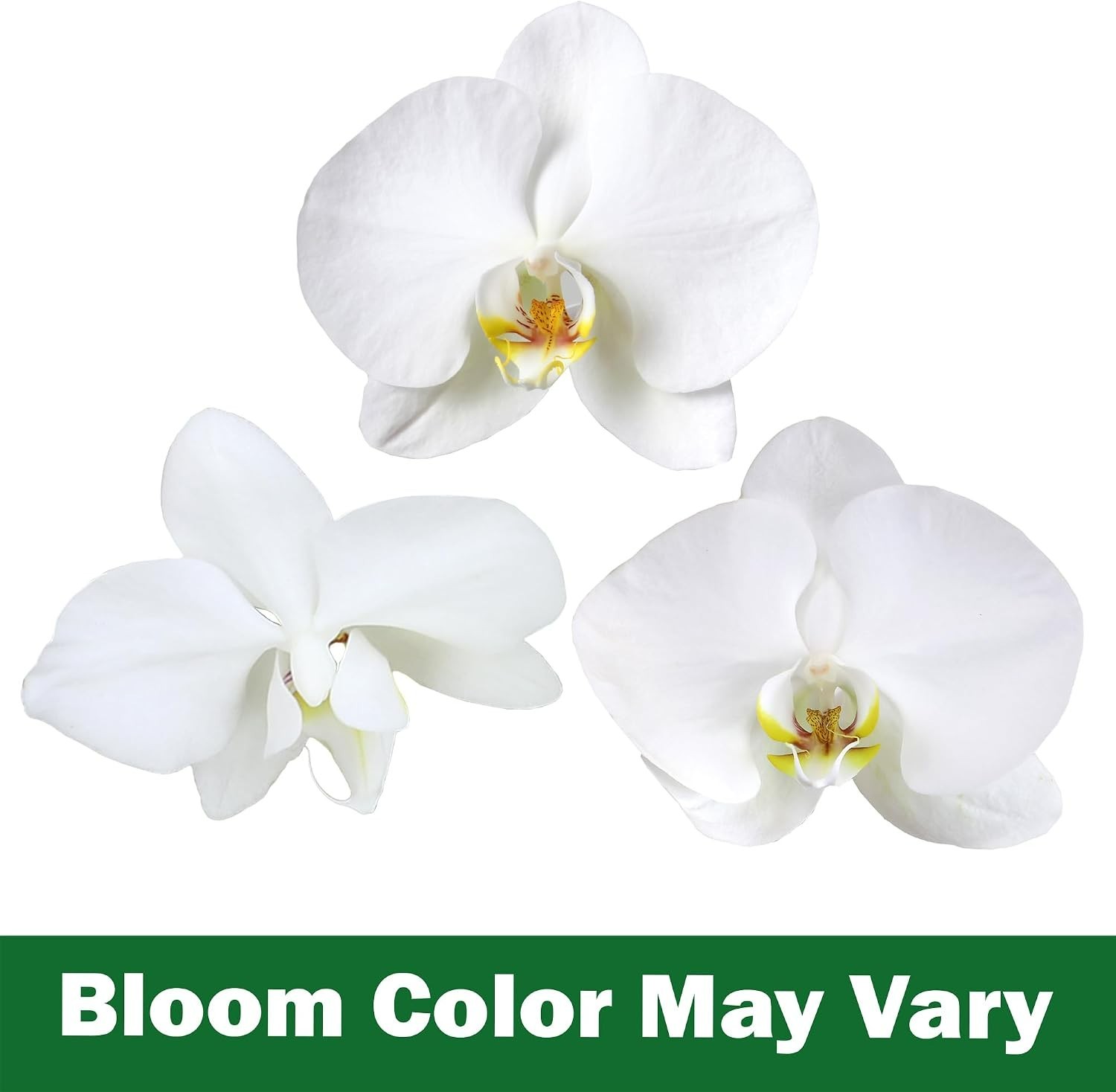 Pet-Friendly White Orchid in Decorative 3.5″ Pot – Low Maintenance Gem