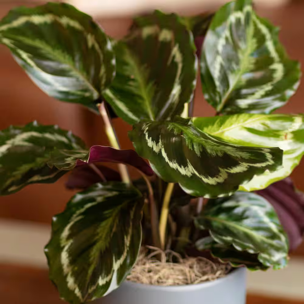 Rose-Painted Pet Friendly Calathea Medallion Indoor Houseplant in 6 In. Grower P