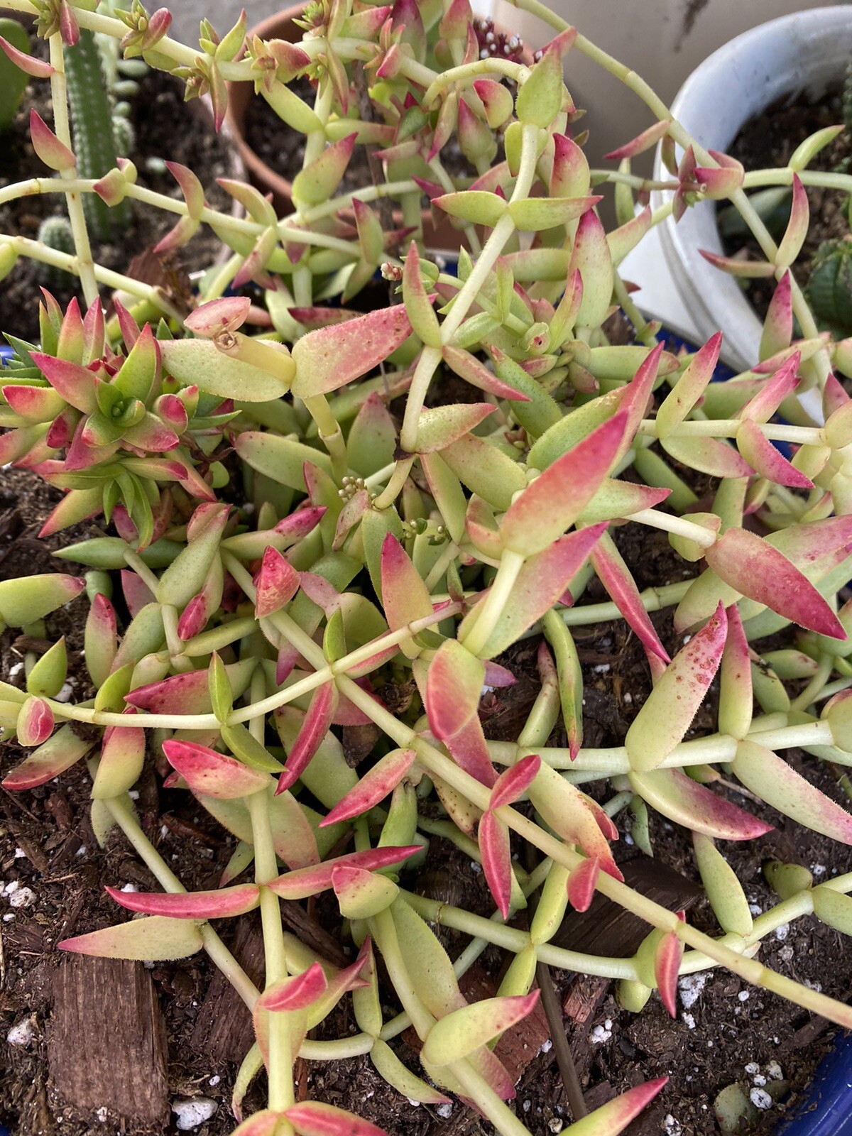 QUANTITY: 10 ORGANIC VARIETIES SUCCULENT – ASSORTED CUTTINGS $13.99