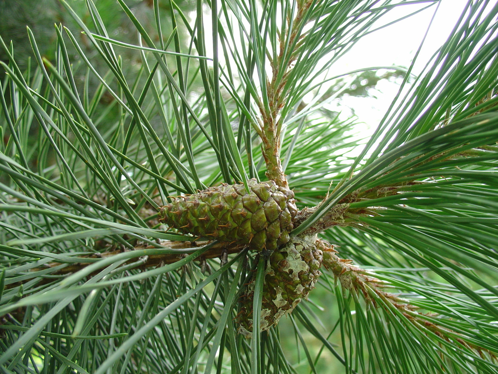 Pinus contorta latifolia LODGEPOLE PINE TREE Seeds!