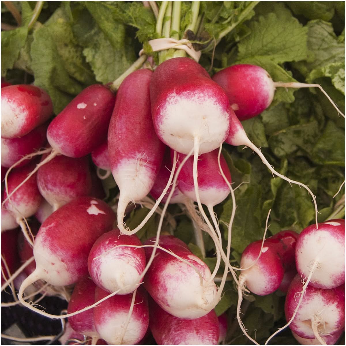 French Breakfast Radish Seeds For Planting (Raphanus sativus)
