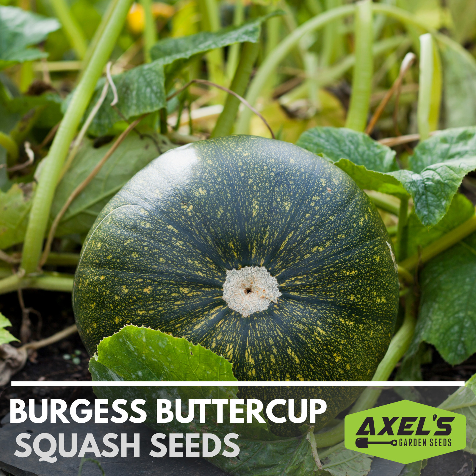 Winter Burgess Buttercup Squash Seeds | Heirloom Non-GMO | Fresh Vegetable Seeds