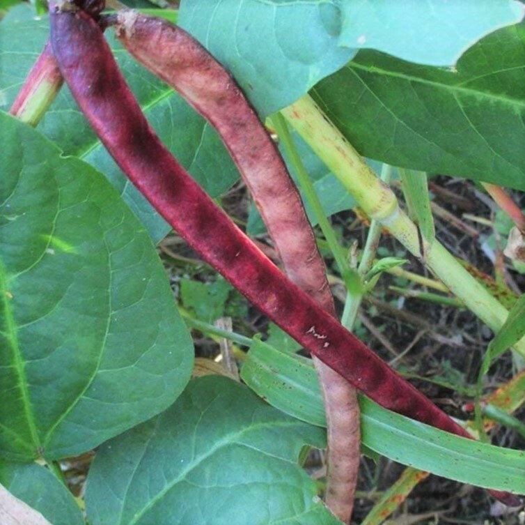 Red Ripper Cowpea Seeds | Southern Cow Pea Bean Cover Crop Vegetable Seed 2024