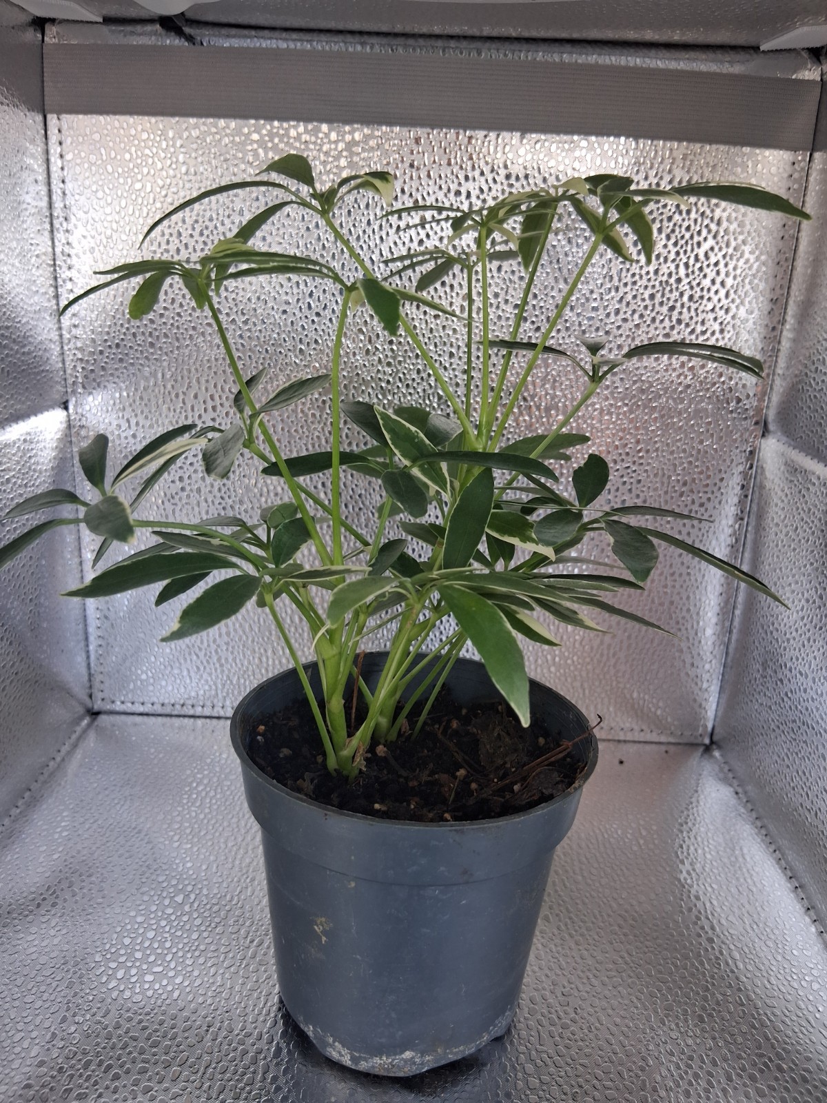 Dwarf Umbrella Plant 4 Inch