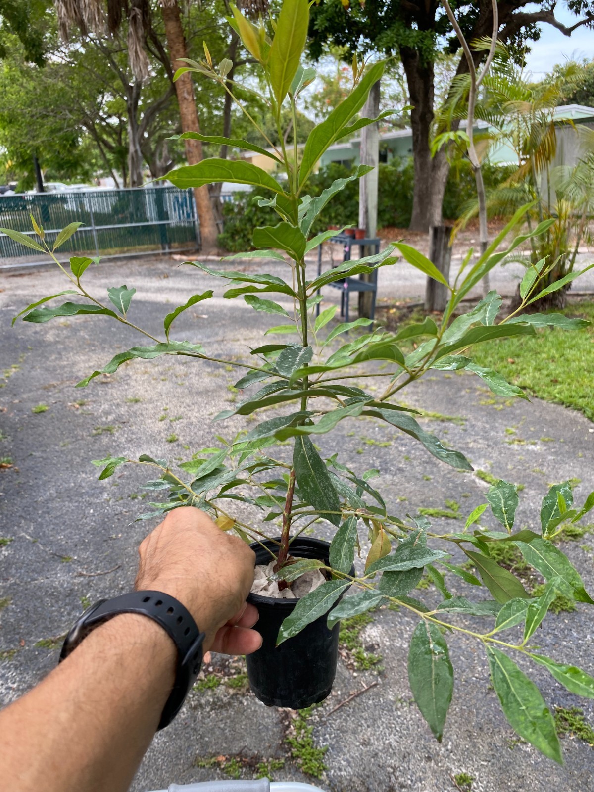 Rainbow eucalyptus seedling 12 to 20 inches tall shipped in 4 inch pot with soil