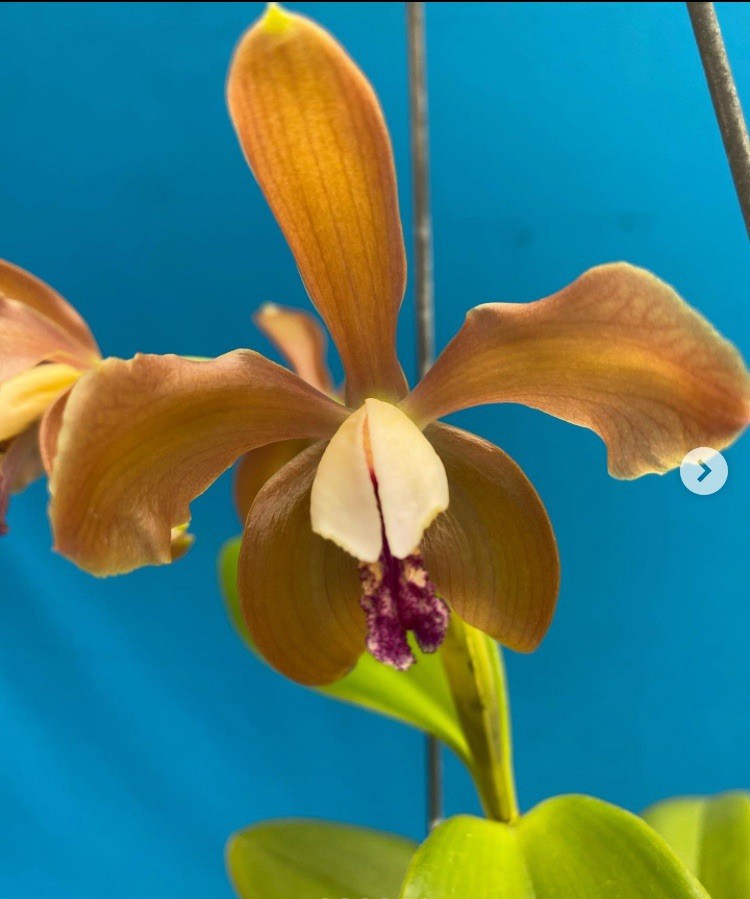 Cattleya porphyroglossa Amber Purple White Multifloral Species Orchid Eros 2” Pt