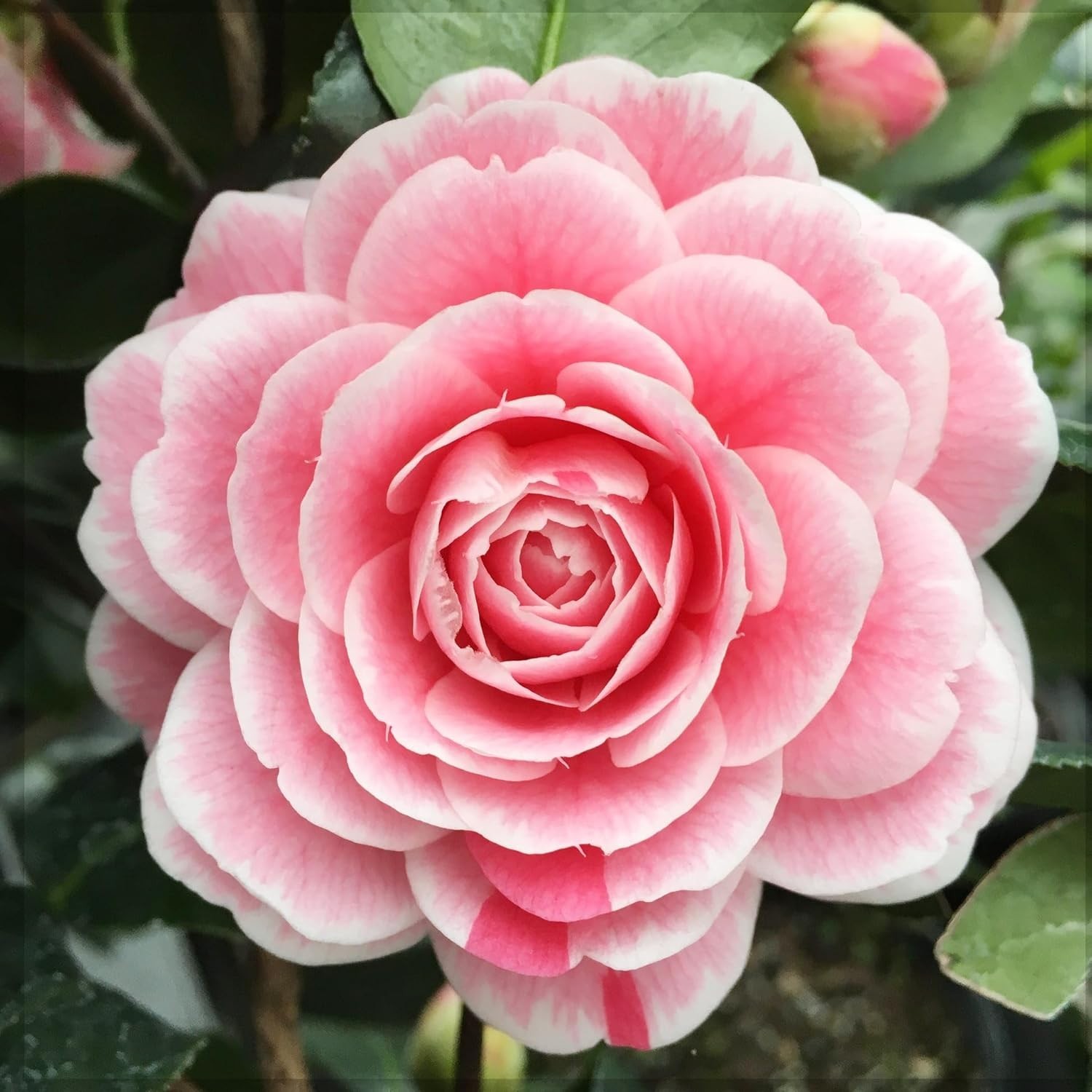 Easy-Care Camellia Seed Set – 20+ Delightful Flowers for -Round Color