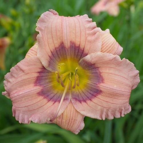 Daylily ~ PASTILLINE ~ Pastel Lavender ~ Daylily ~ LIVE PLANT ~ Award Winner