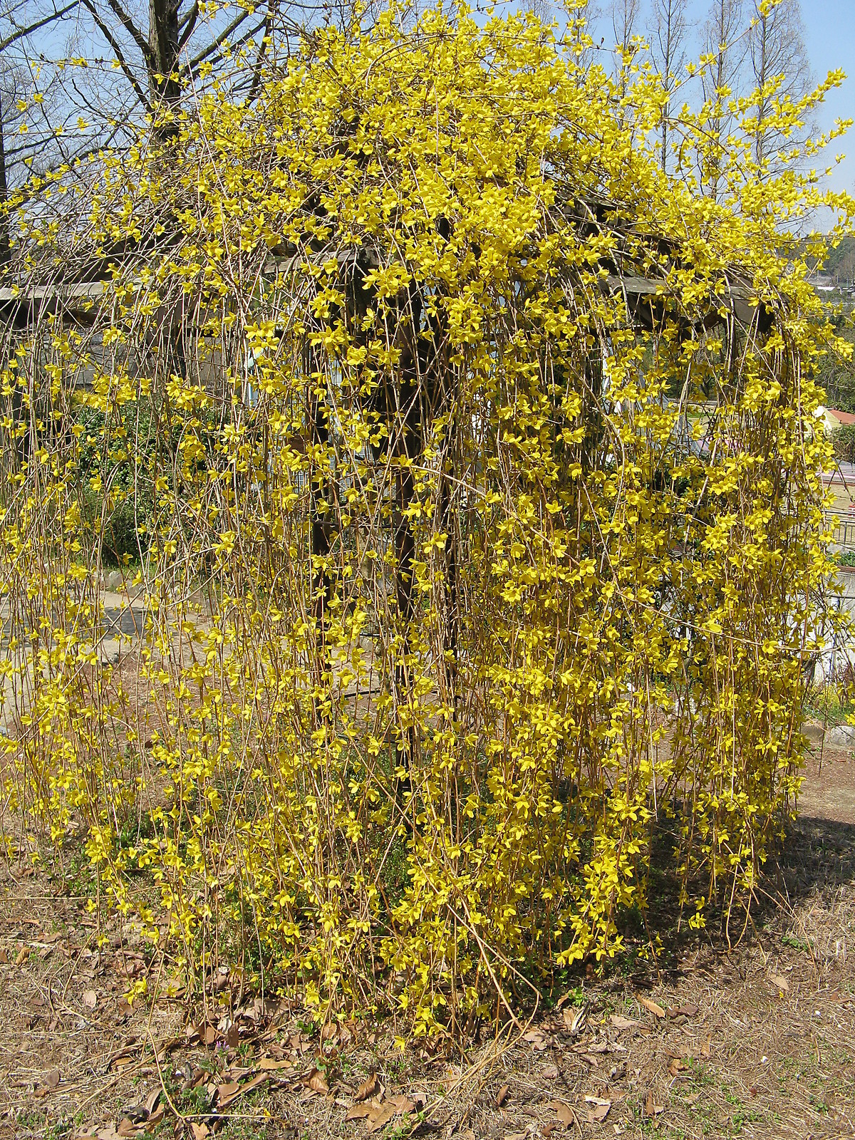 Forsythia suspensa WEEPING FORSYTHIA Yellow Flowers Seeds!