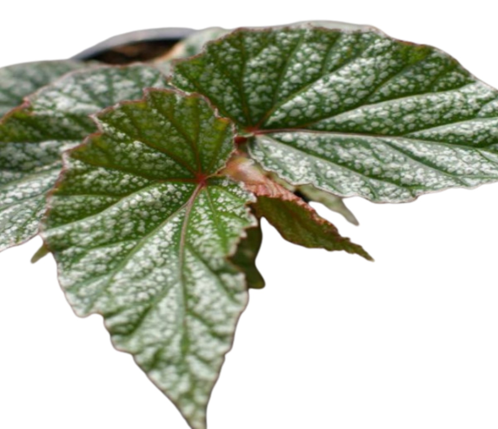 Angel Wing Begonia Frosty Indoor Live Plant Polka Dot Foliage Easy Care