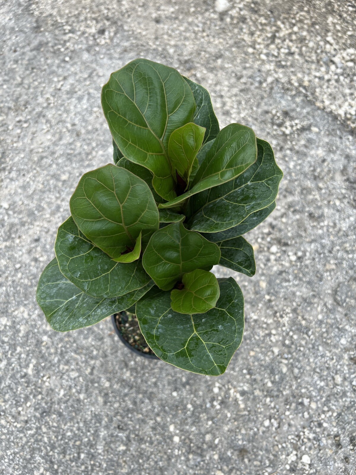 Rare Ficus Lyrata BAMBINO Standard In A 6”Grower Pot. 18”Tall. Live Plant.