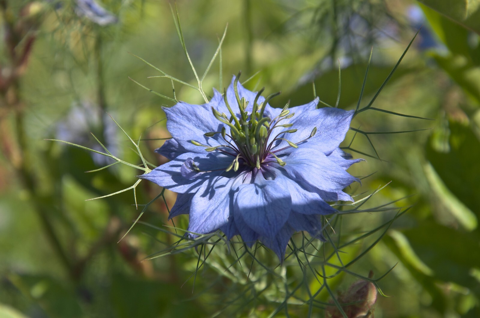 Flower Seeds -Jewels Indigo-100 Seeds- Love in a Mist- Annual Flower-Nigella