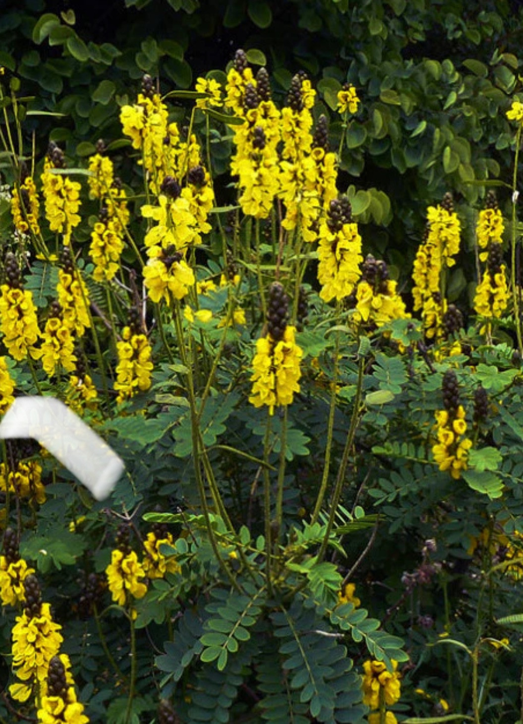 Popcorn Cassia Senna didymotbotrya Plant~Small Starter Plant~SMELLS LIKE POPCORN