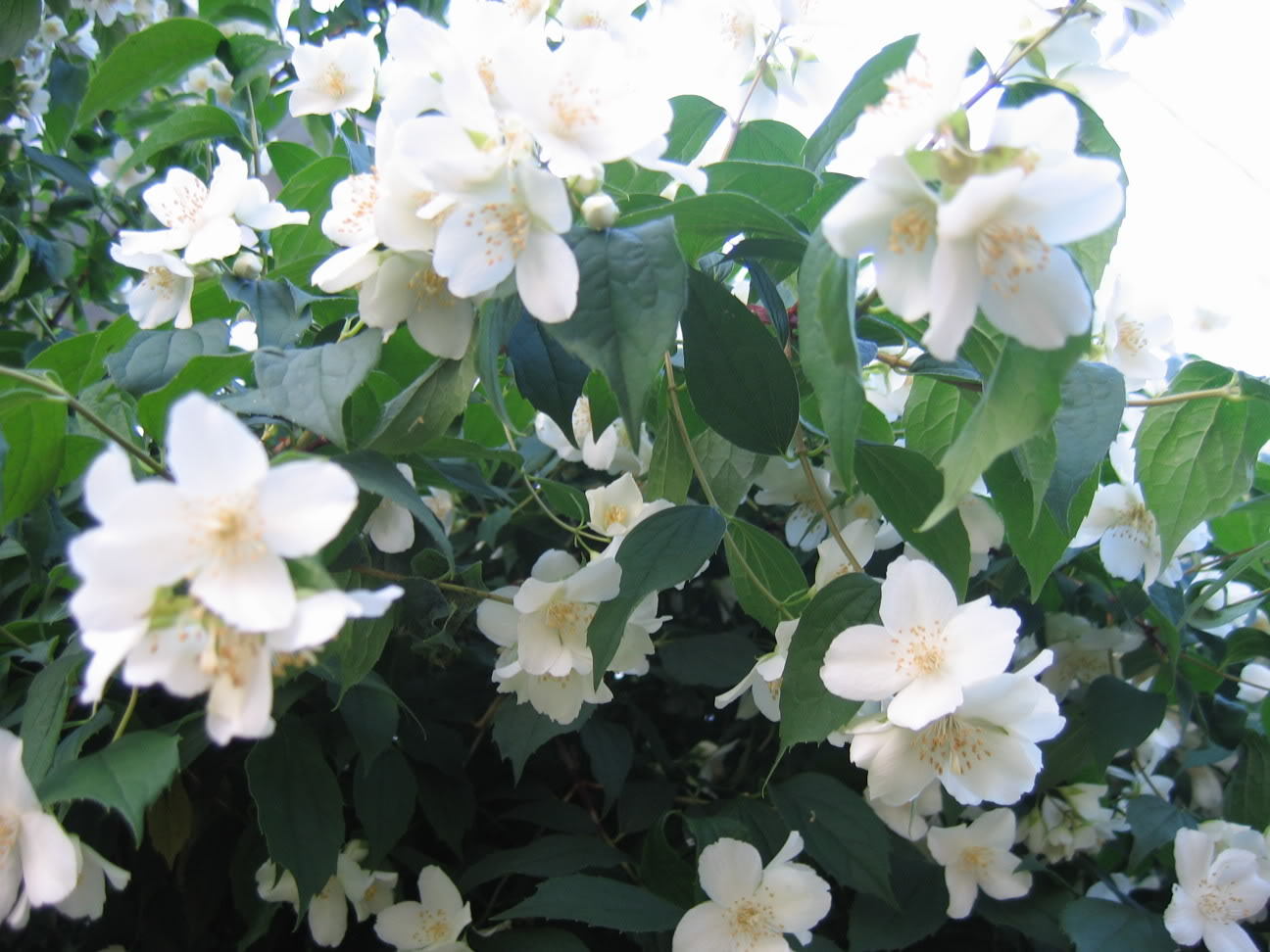 20 SWEET MOCK ORANGE English Dogwood Philadelphus Coronarius Shrub Flower Seeds