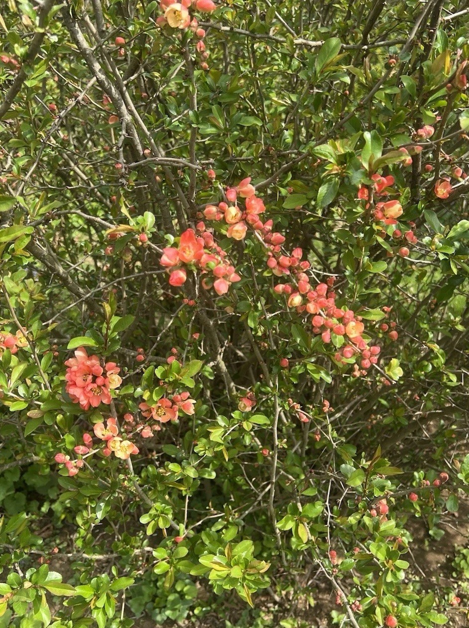 Chaenomeles – Flowering Quince – LIVE PLANT – 1 Gallon Pot