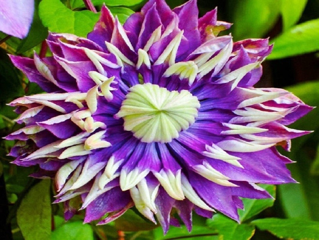 25Double Dark Purple Clematis Seeds Flower Seed Perennial Flowers Vine US SELLER