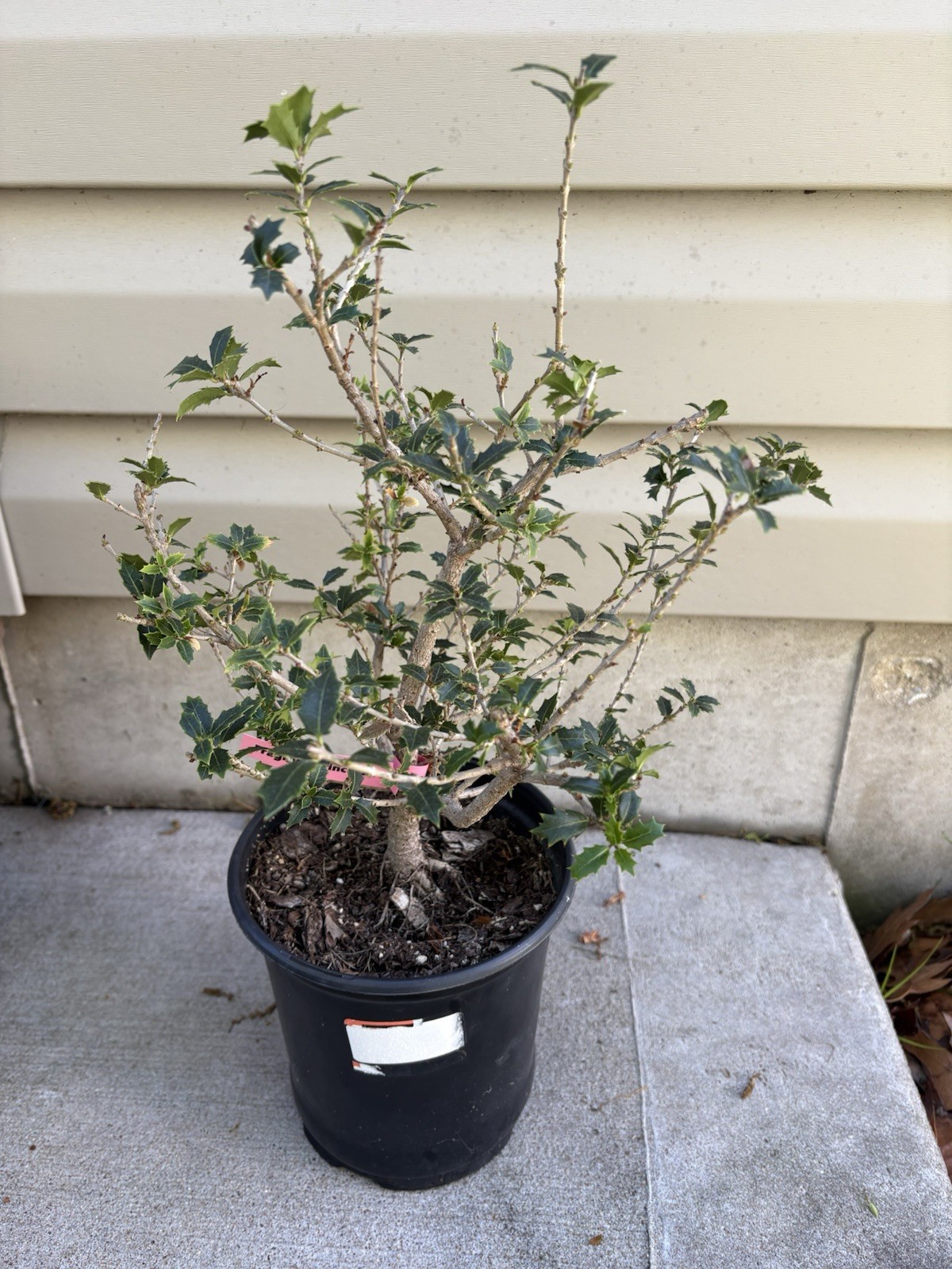Fragrant Sweet Tea Olive Osmanthus Princess fragrant 6” Pot
