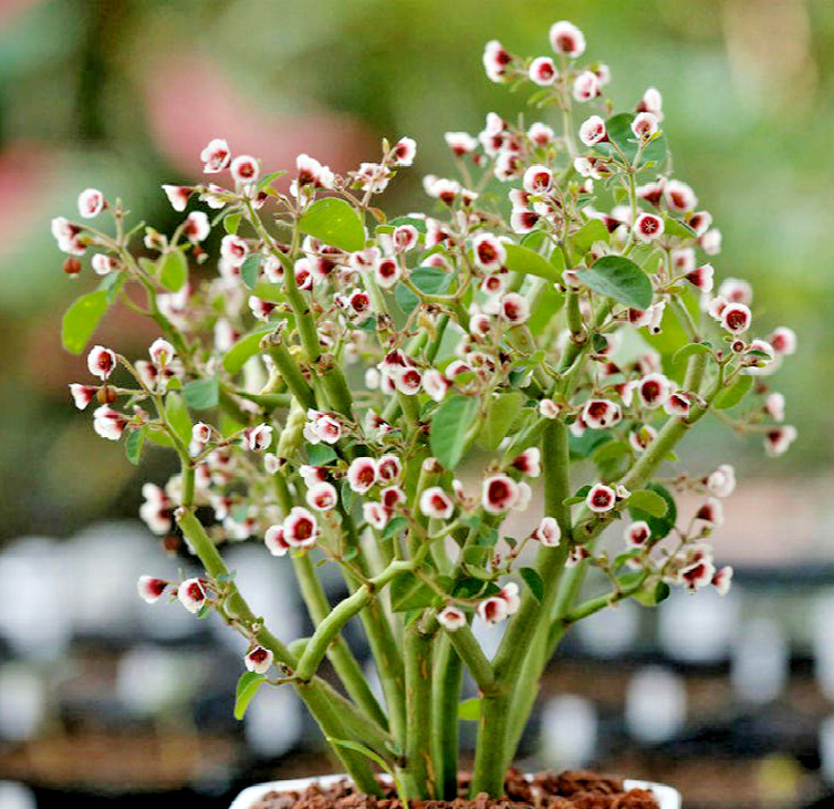 (1 ROOTED PIECE) Euphorbia guiengola succulent caudex bonsai hanging plant 2″