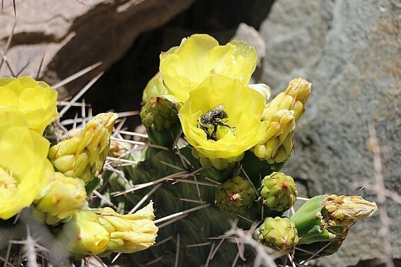 Opuntia ficus-indica | Cactus Pear | Prickly Pear Cactus | 10 Seeds