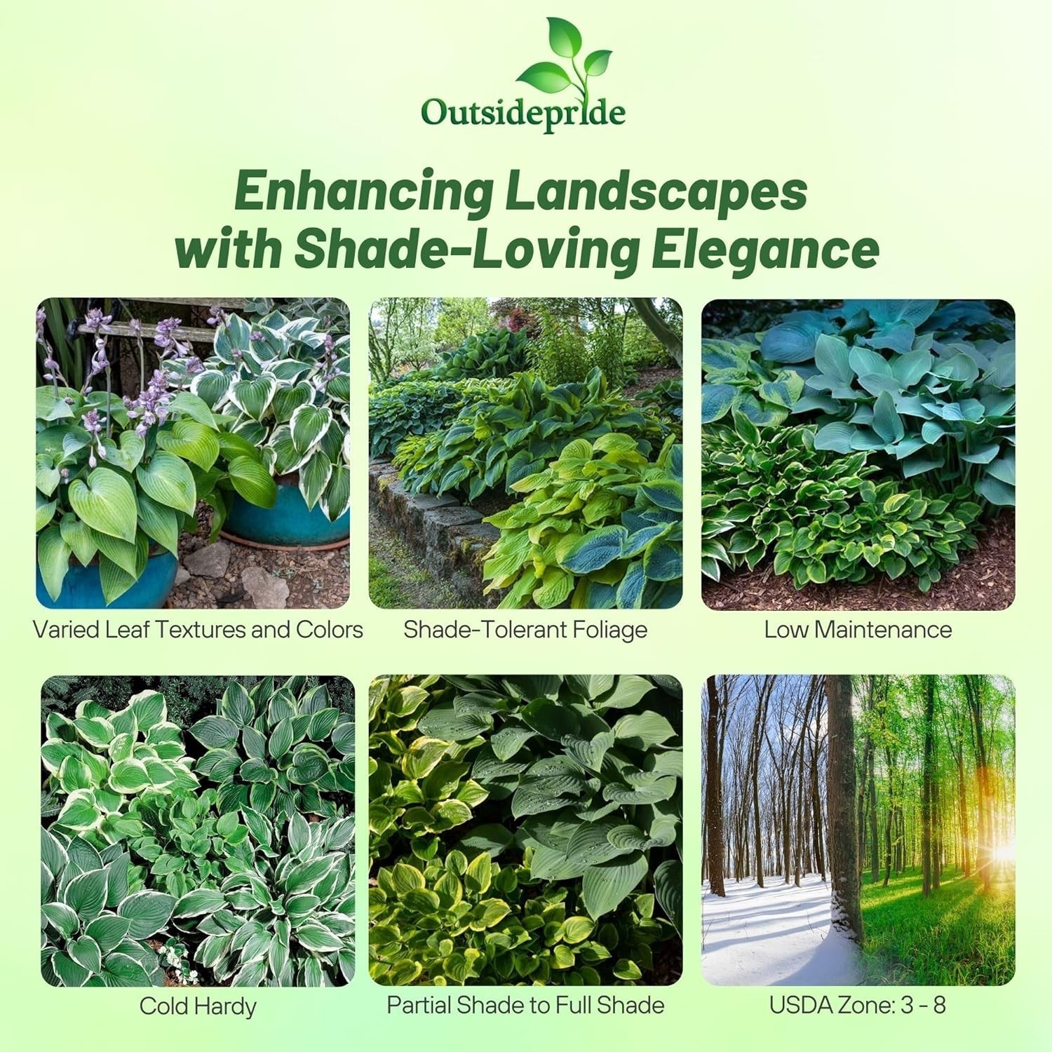 Low Maintenance Hosta Seeds – 50 Pcs for Vibrant Shade Displays and Containers