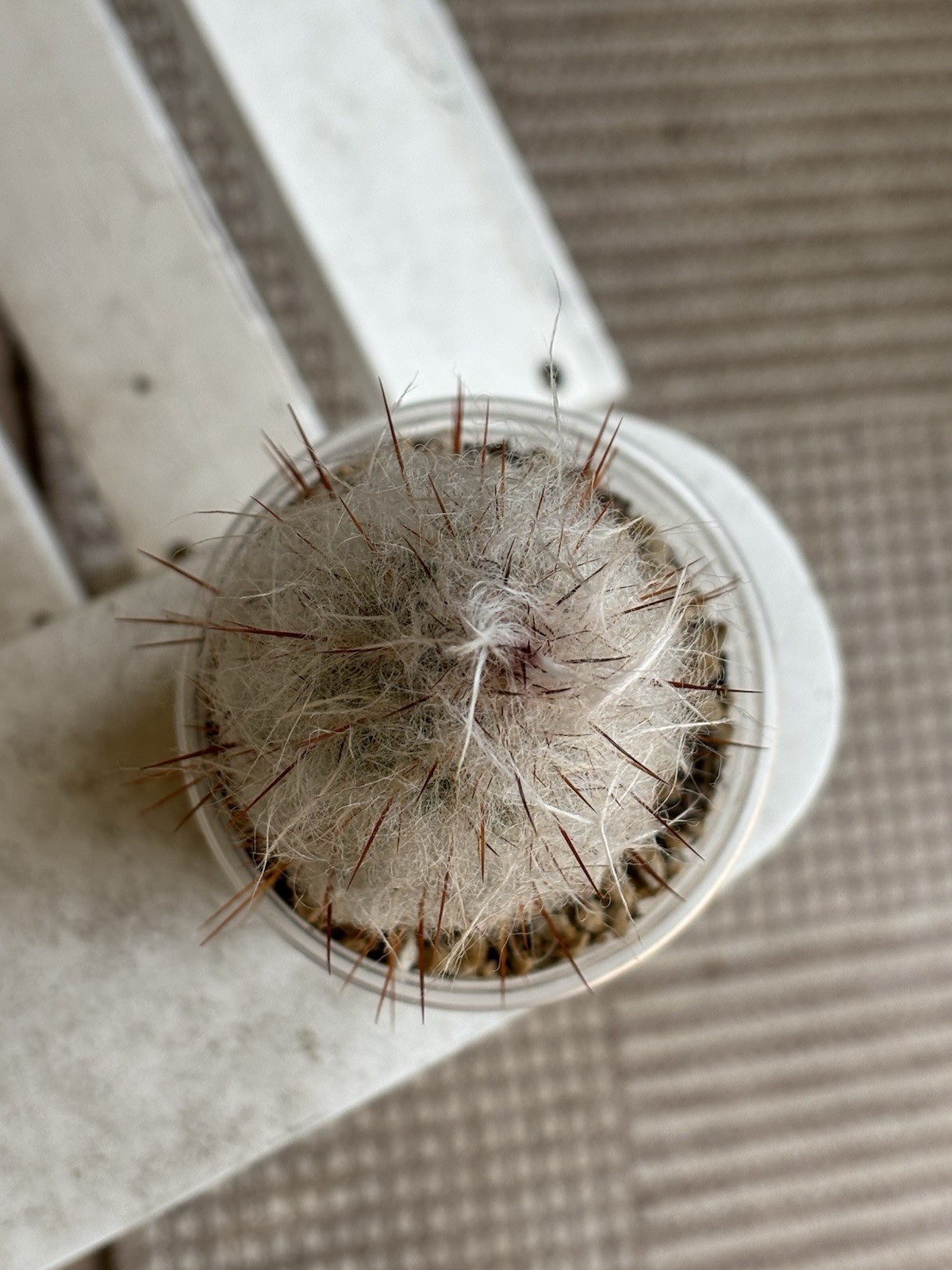 Old Man Cactus Rooted in 4″ Nursery Pot Succulent Houseplant Live Plant
