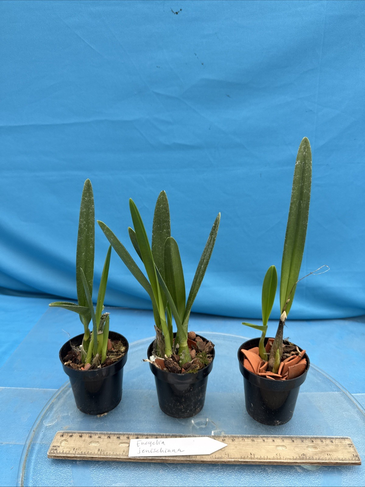 Encyclia jenischiana Pink Purple Tall Stems NEW DIVISIONS Orchid Species 2” Pot