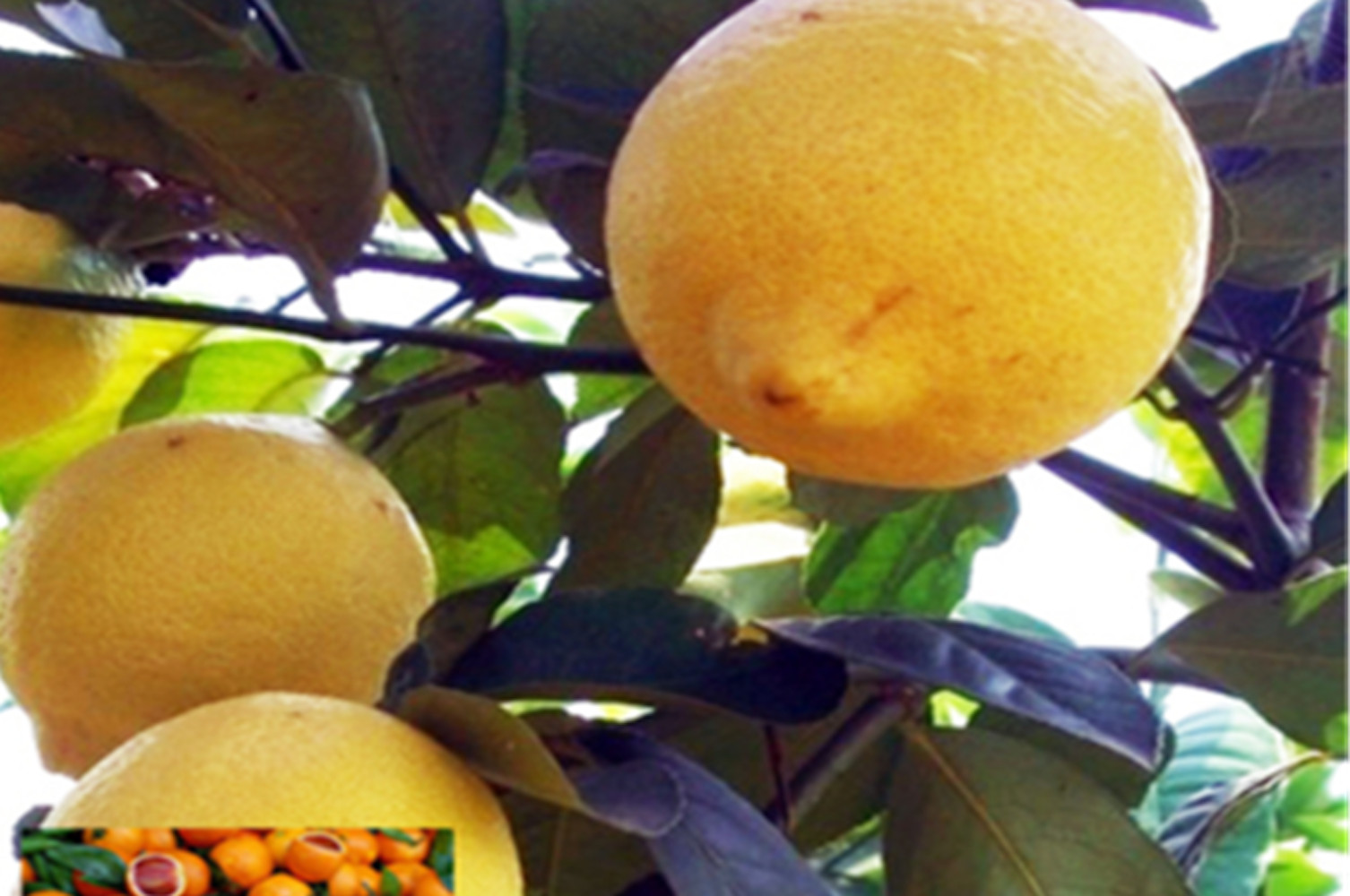 (10) LEMON/LIME SEEDS perennial garden bed citrus bush plant USA SELLER W/TRACK