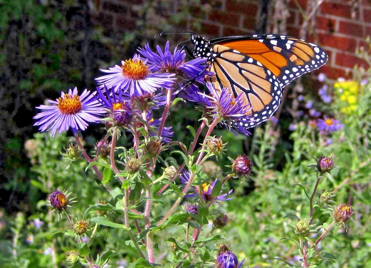 200+NEW ENGLAND ASTER Seeds Perennial Native Wildflower Summer Fall Flowers Easy