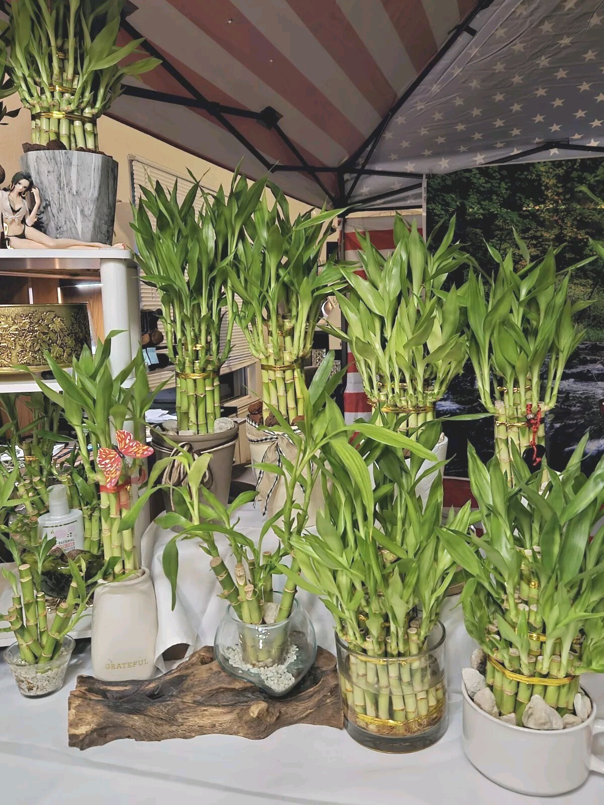 15 LUCKY BAMBOO PLANTS 4″ In Tin Basket, Perfect Holiday Gift, Indoor Perennial