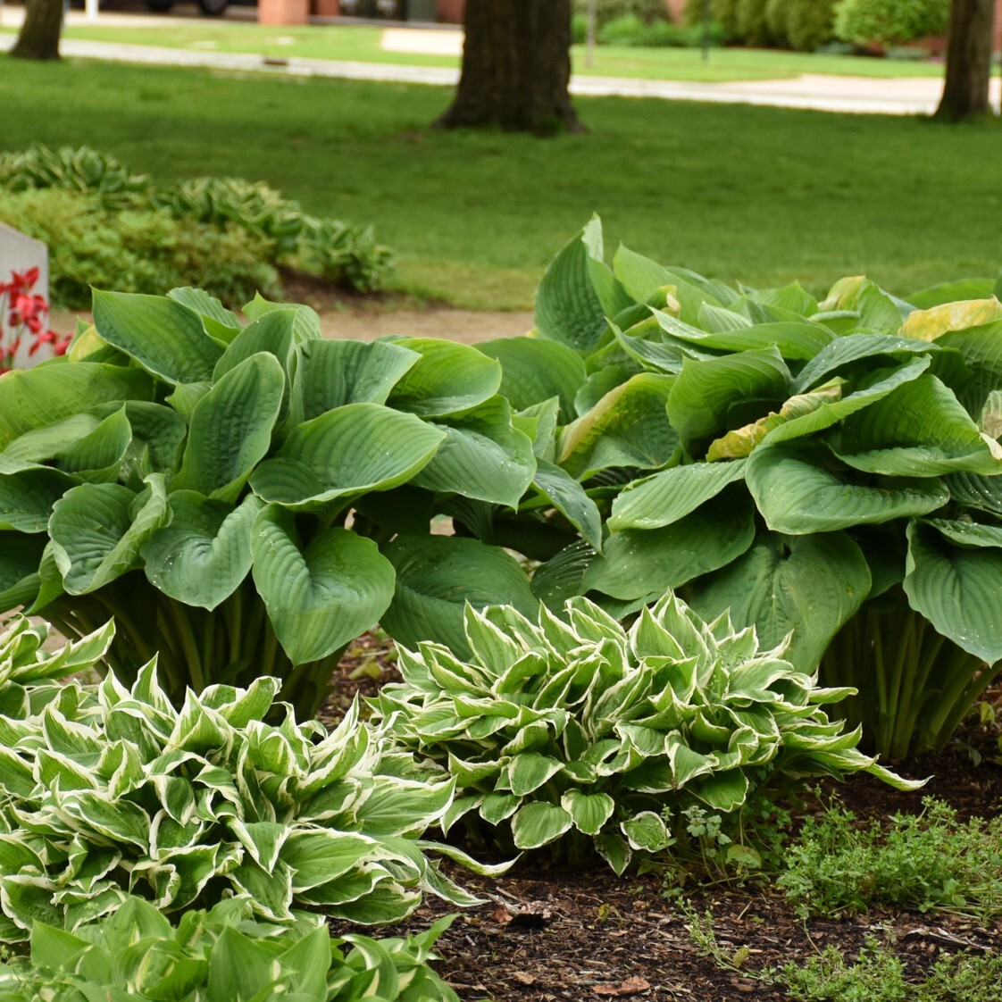 Hosta Empress Wu 5.25″ Pot Perennial Shade Proven Winners Hosta of the Year 2023