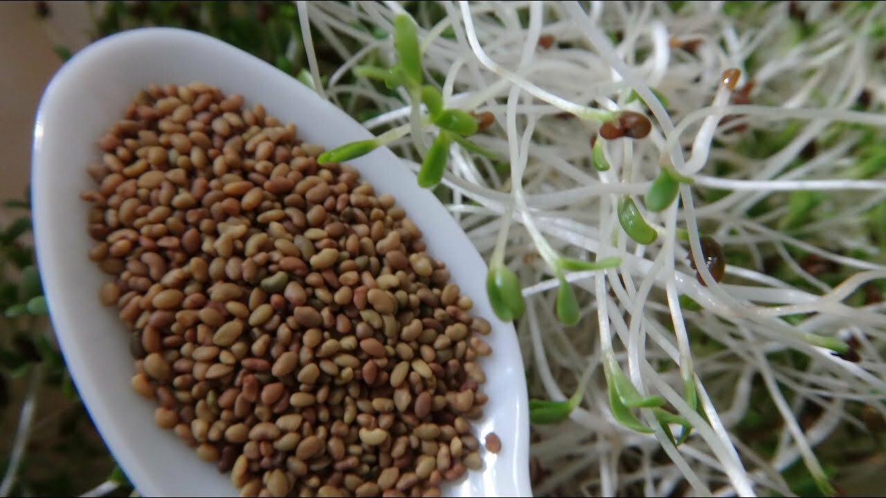 5lb Alfalfa Seed Organic Non GMO Seed Sprouting Sprouts Microgreens FRESH 4 2022