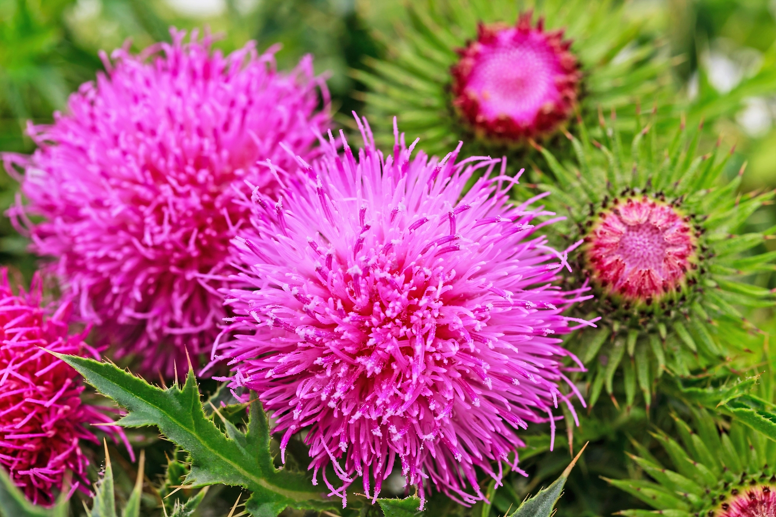 100 ORGANIC Blessed MILK THISTLE Silybum Marianum Hummingbird Purple Flower Seed