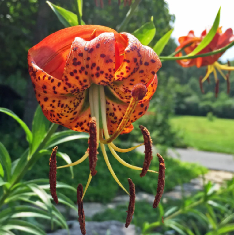 Set of 5 Turks Cap Lily Bulbs – Hardy Perennial Orange Blooms – Garden & Landsca