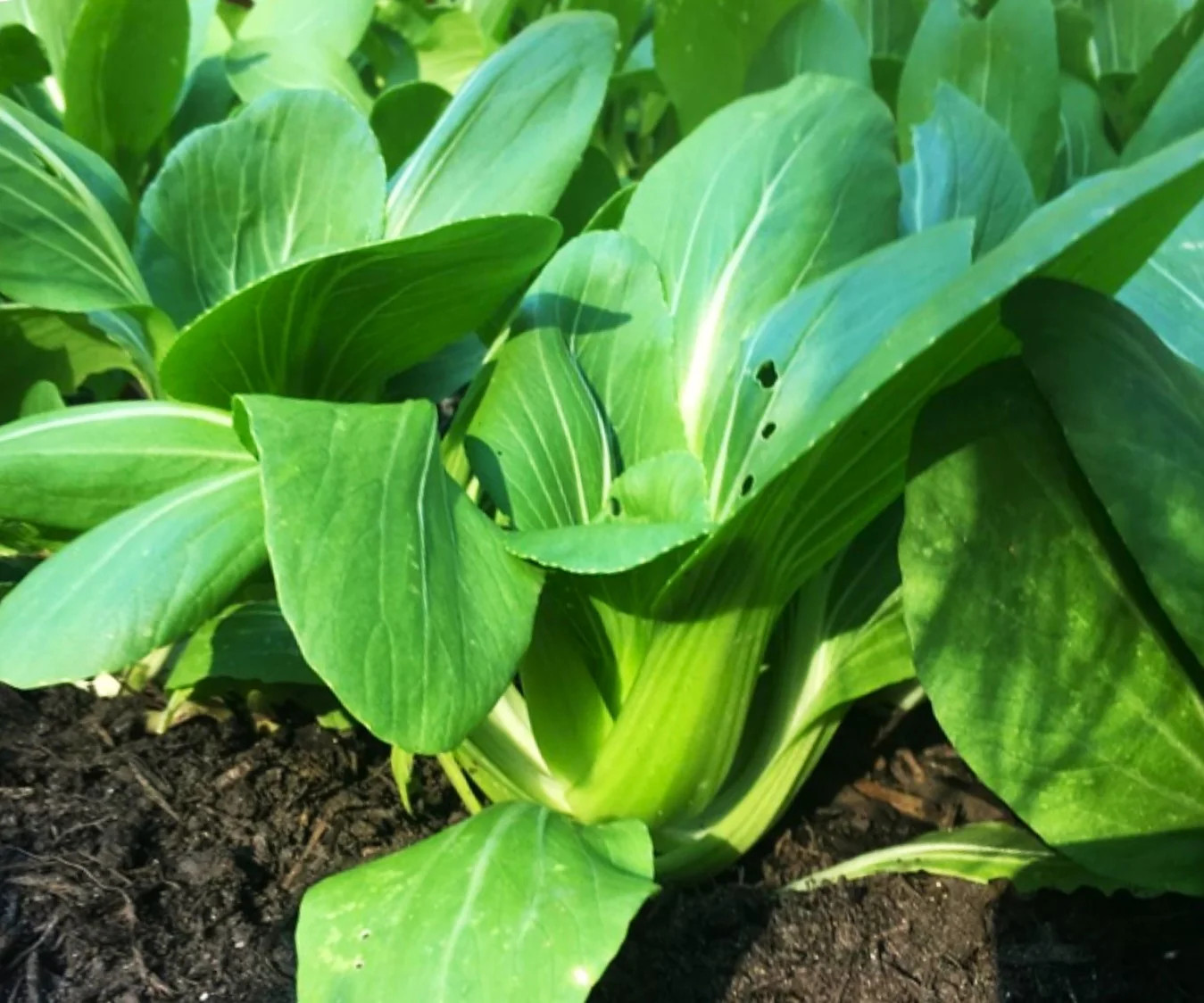 Wa Wa Qing F1 Bok Choy Seeds | Hybrid Shanghai Pak Choi Seed 2024 Fast Shipping