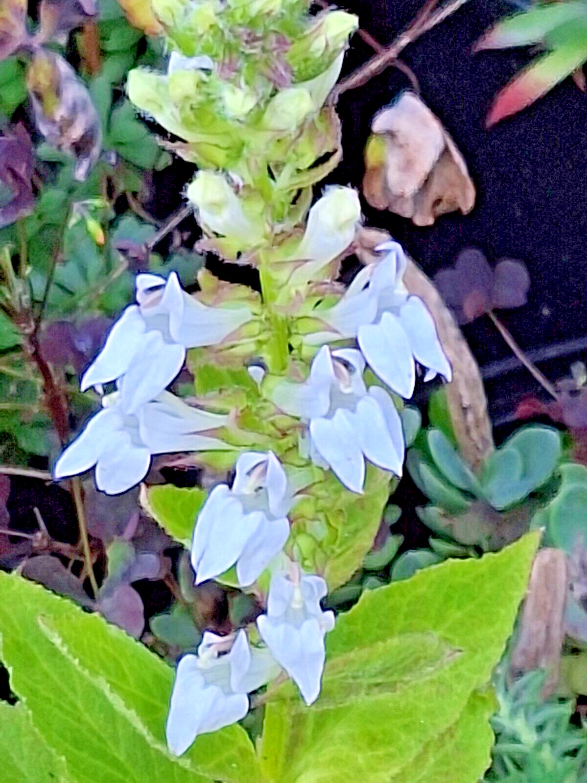 Giant white lobelia 253 SEEDS, LOBELIA SIPHILITICA hardy, EZ to grow, USA seller
