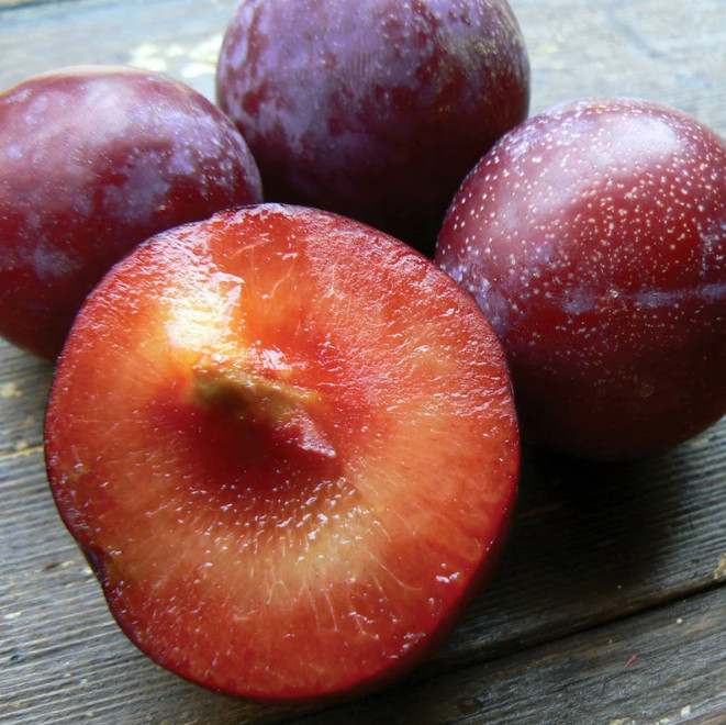 Santa Rosa Plum Tree – 2-3ft – 3Gallon – Prunus salicina – Sweet Juicy Plum Tree